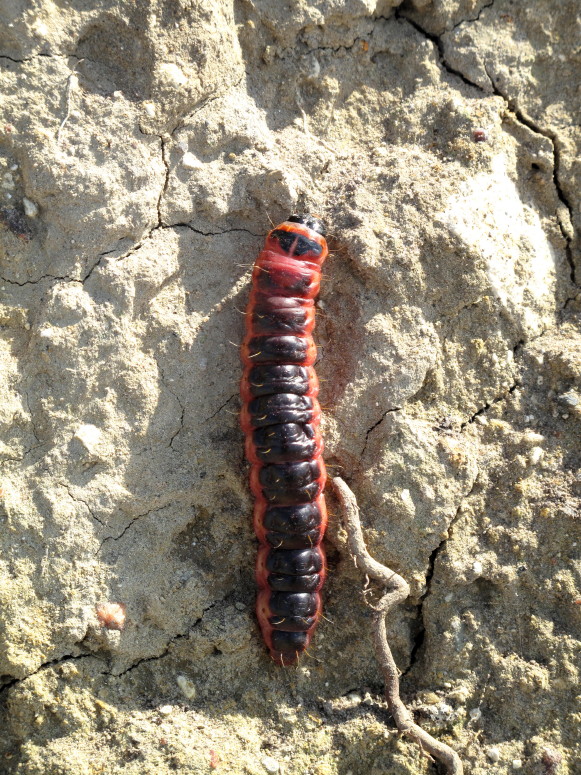 Cossus cossus chenille #28046