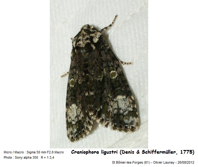 Craniophora ligustri (D. & S., 1775) - Noctuelle du Troène #43845