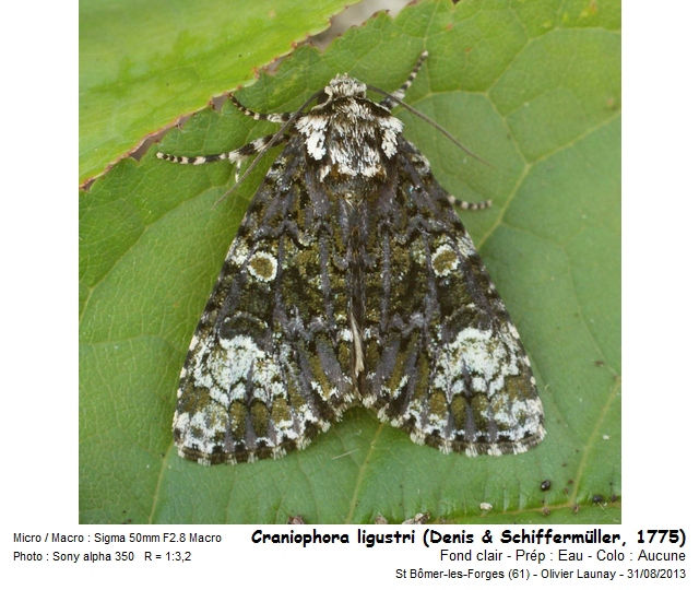 Craniophora ligustri (D. & S., 1775) - Noctuelle du Troène #43844