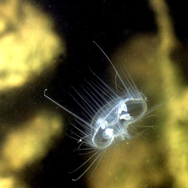Craspedacusta sowerbii Lankester,1880 et ses cnidocystes #42247