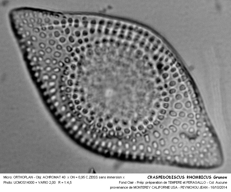 CRASPEDODISCUS  RHOMBICUS Grunow #39383