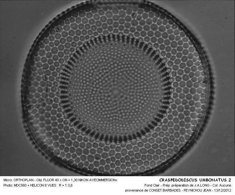 CRASPEDODISCUS  UMBONATUS #32185