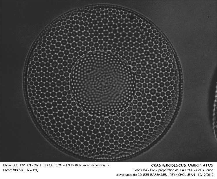 CRASPEDODISCUS  UMBONATUS #32184