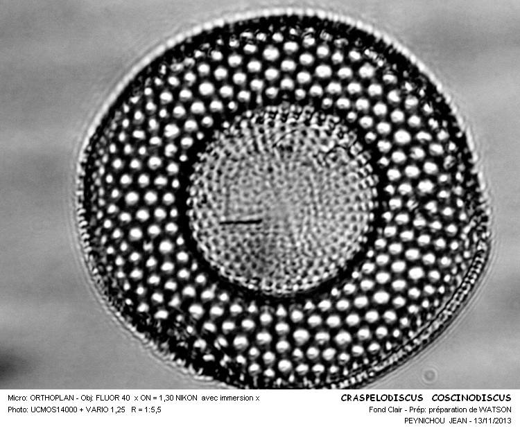 CRASPEDODISCUS COSCINODISCUS #34723