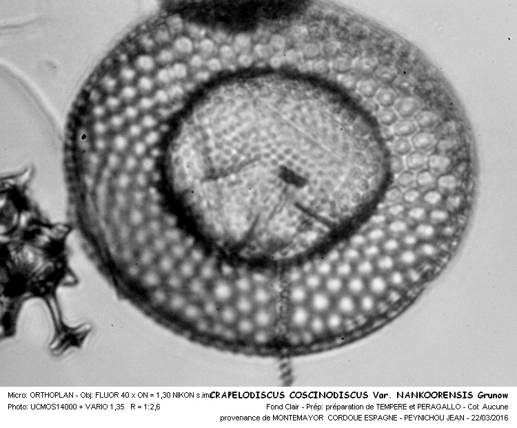 Craspedodiscus coscinodiscus #44206