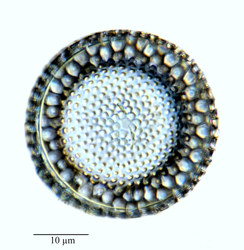 Craspedodiscus Coscinodiscus #64057