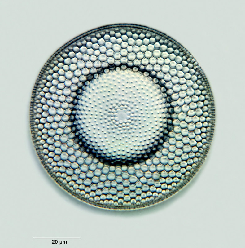 Craspedodiscus coscinodiscus Ehrenberg #26943