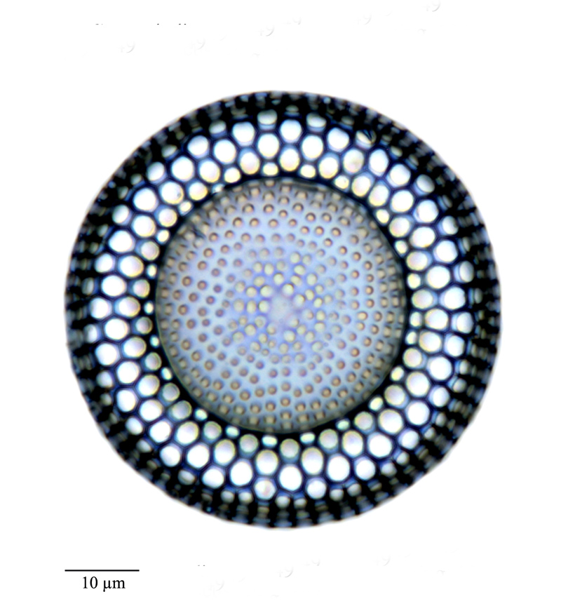 Craspedodiscus coscinodiscus #71602