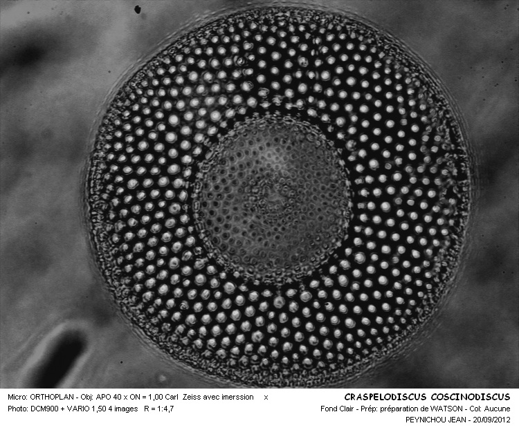 Craspedodiscus coscinodiscus Ehrenberg #28280