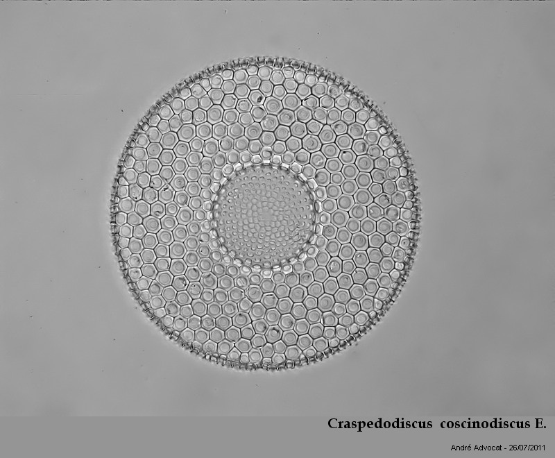 Craspedodiscus coscinodiscus Ehrenberg #23526