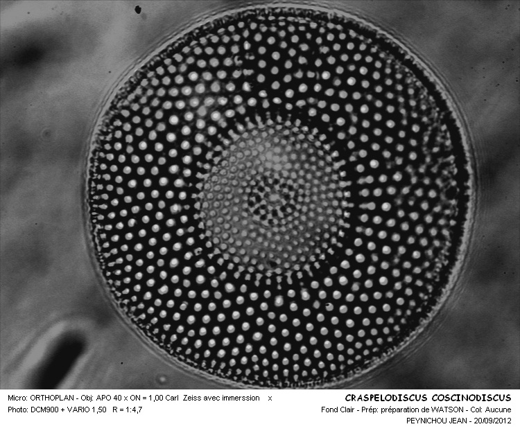 Craspedodiscus coscinodiscus Ehrenberg #28281