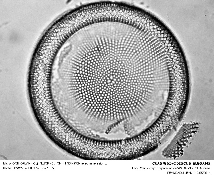 CRASPEDODISCUS ELEGANS #37605