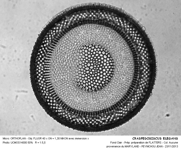 CRASPEDODISCUS ELEGANS #34889