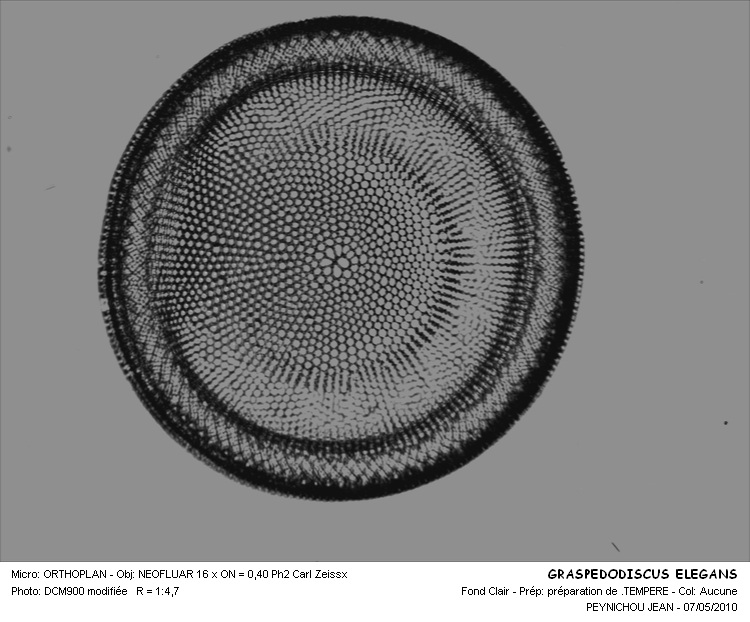 CRASPEDODISCUS ELEGANS #32037