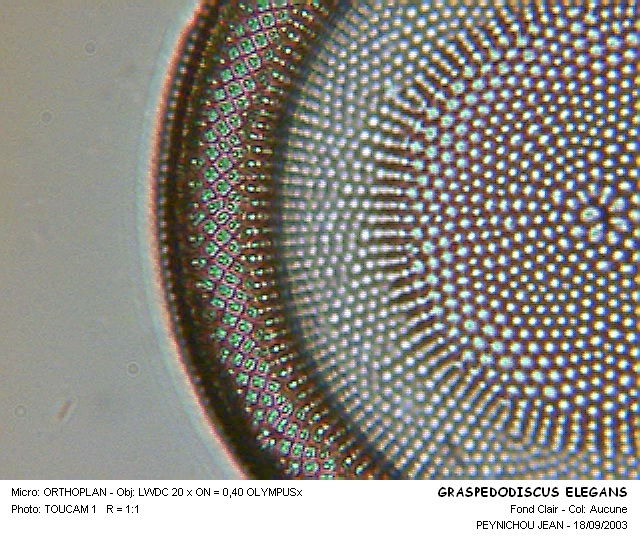 CRASPEDODISCUS ELEGANS #32038