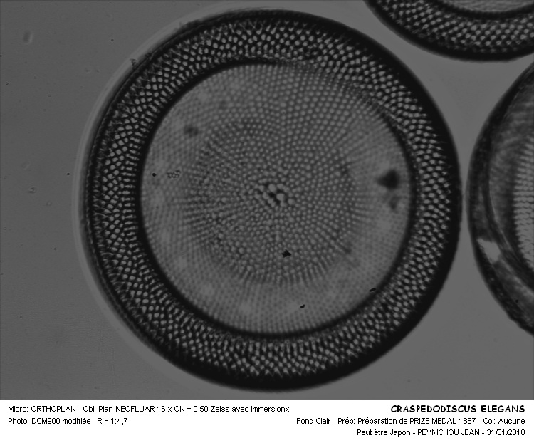 CRASPEDODISCUS ELEGANS #32179