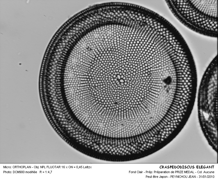Craspedodiscus elegans Ehrenberg #14339