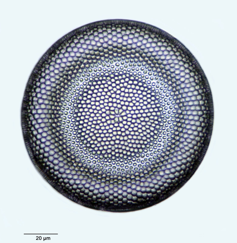Craspedodiscus moelleri Schmidt 1893 #33339