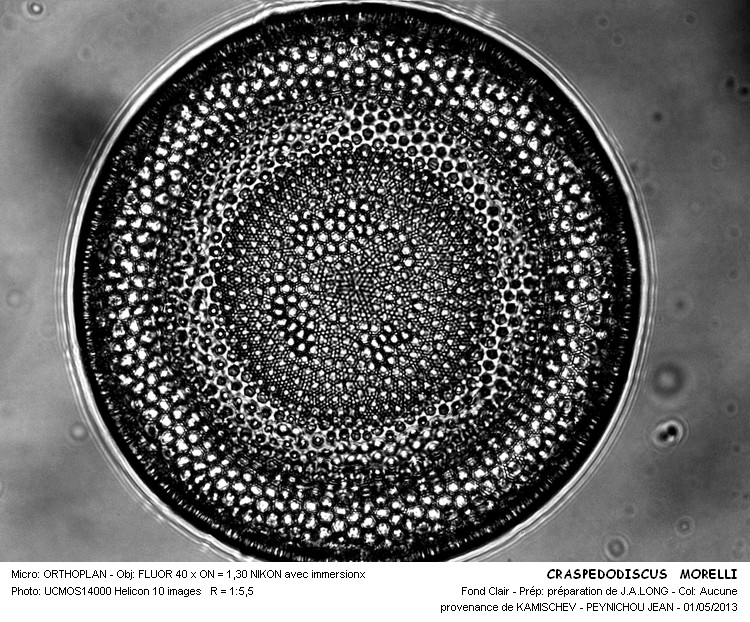CRASPEDODISCUS MORELLI #30888
