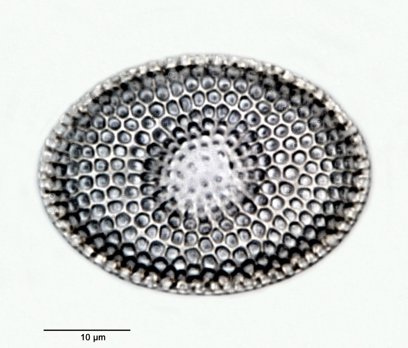 Craspedodiscus oblongus (Greville) Grunow #28849