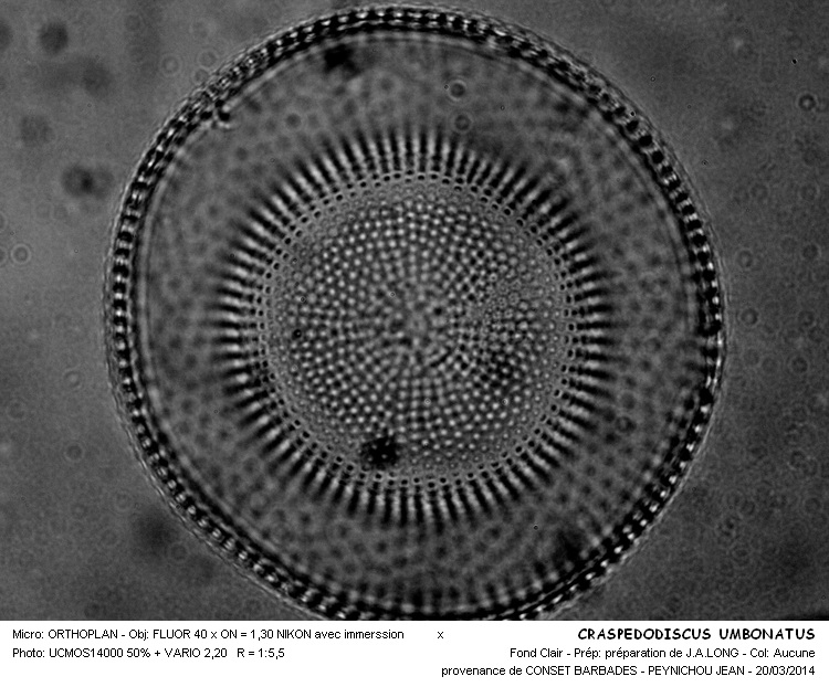 CRASPEDODISCUS UNBONATUS #36830