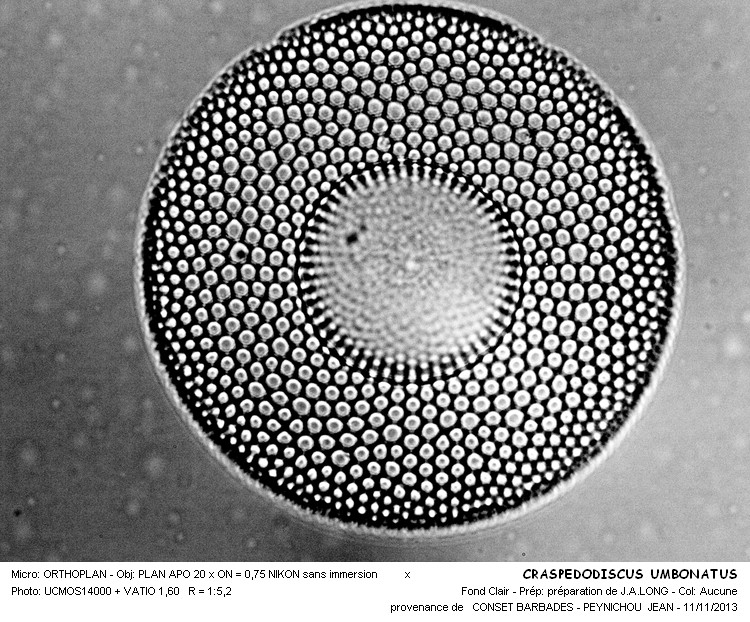 CRASPEDODISCUS UNBONATUS #34702