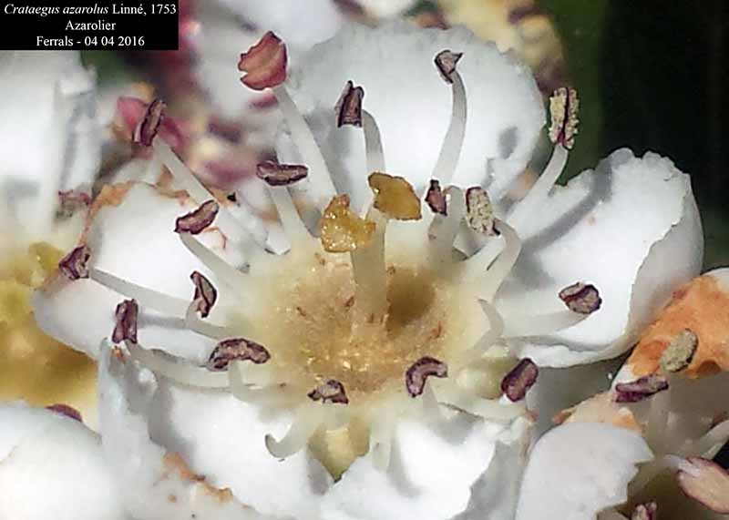 Crataegus azarolus Linné, 1753 #44955