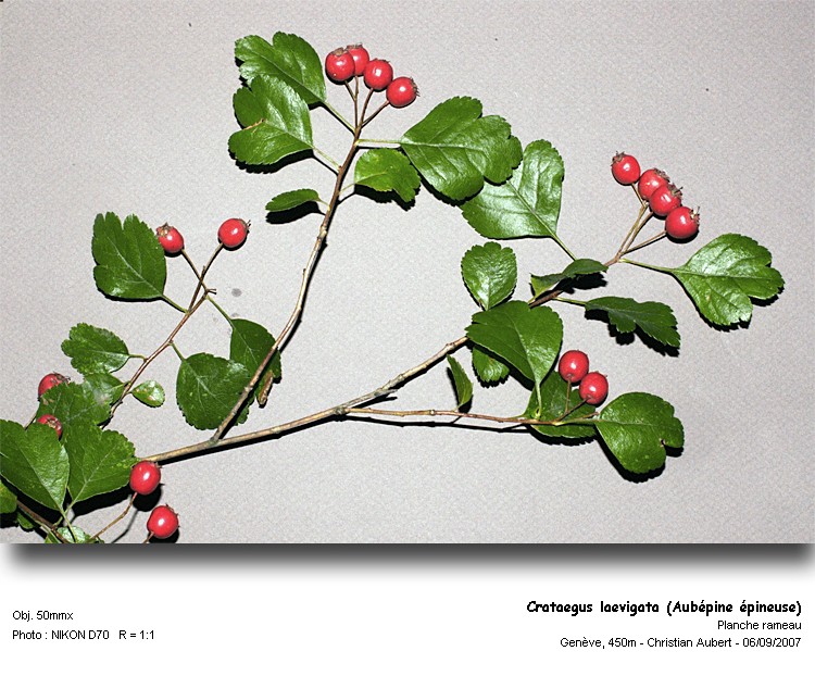 Crataegus laevigata (Poir.) DC., (Aubépine épineuse) #51
