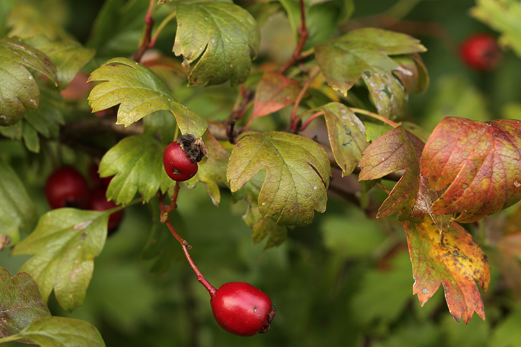 CRATAEGUS MONOGYNA #34067