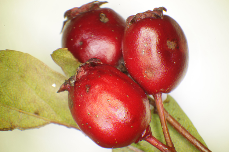 CRATAEGUS MONOGYNA #34068