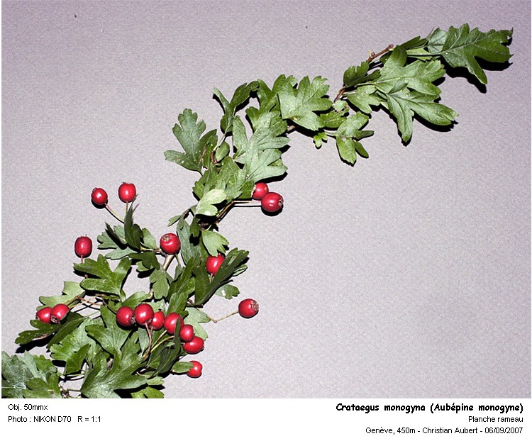 Crataegus monogyna Jacq., 1775 (Aubépine monogyne) #53