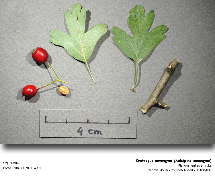 Crataegus monogyna Jacq., 1775 (Aubépine monogyne) #54