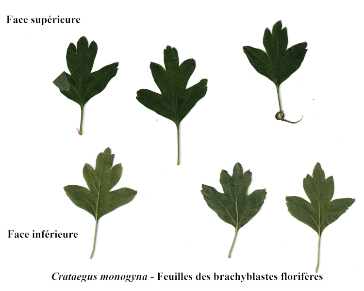 Crataegus monogyna Jacq., 1775 - Aubépine #70321