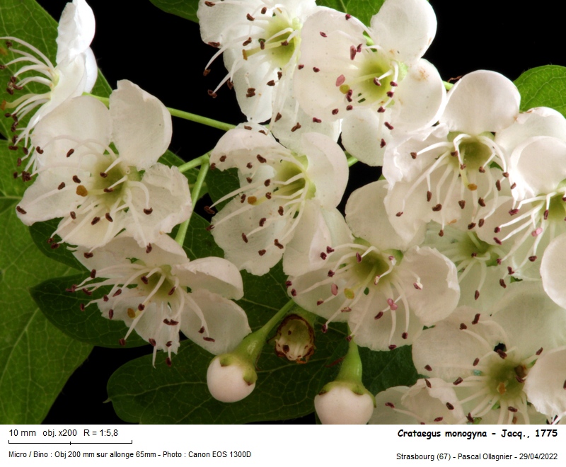 Crataegus monogyna Jacq., 1775 - Aubépine #70327