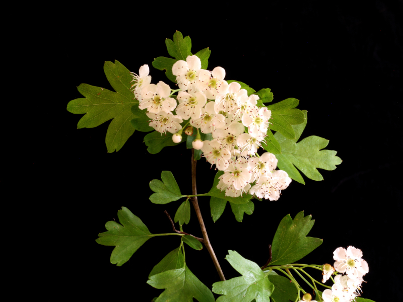 Crataegus monogyna Jacq., 1775 - Aubépine #70319