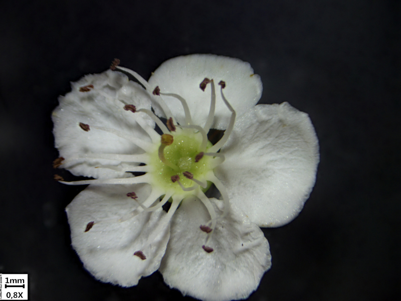 Crataegus monogyna Jacq., 1775 - Aubépine #70331