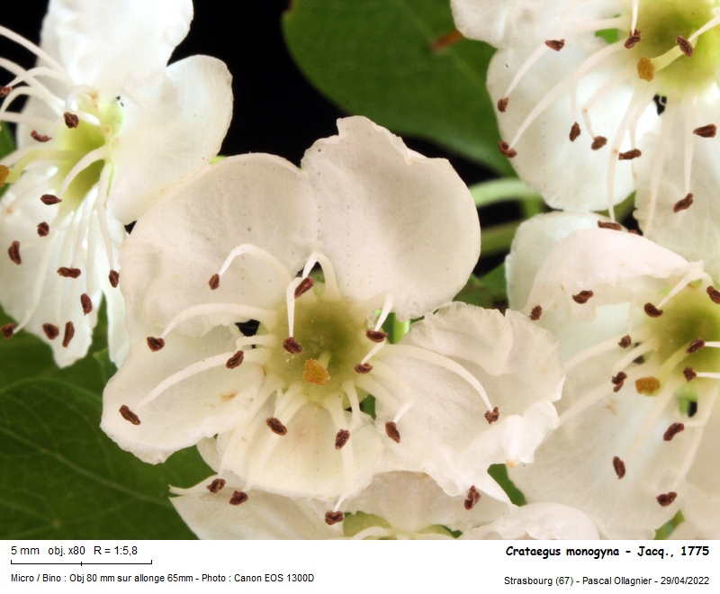Crataegus monogyna Jacq., 1775 - Aubépine #70328