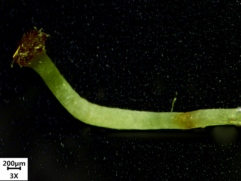 Crataegus monogyna Jacq., 1775 - Aubépine #70335