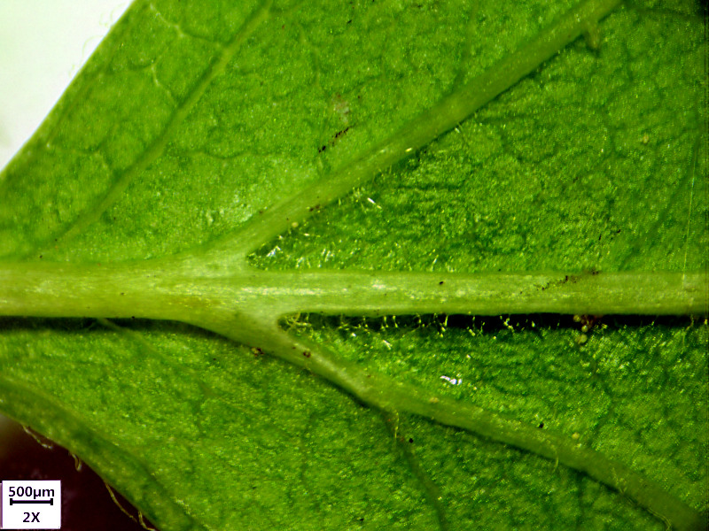 Crataegus monogyna Jacq., 1775 - Aubépine #70323