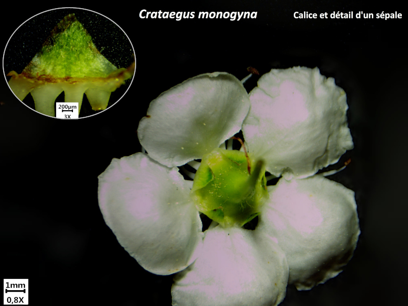 Crataegus monogyna Jacq., 1775 - Aubépine #70330