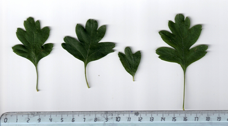 Crataegus monogyna Jacq., 1775 - Aubépine #70320