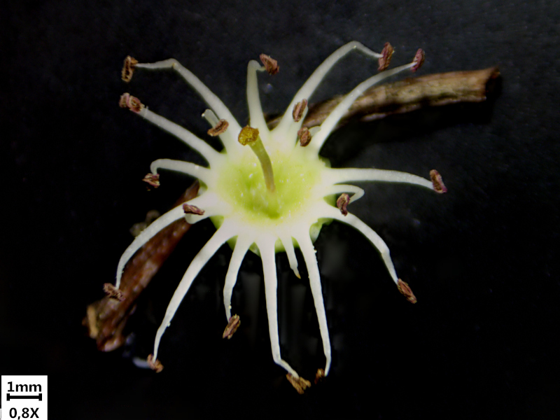 Crataegus monogyna Jacq., 1775 - Aubépine #70334