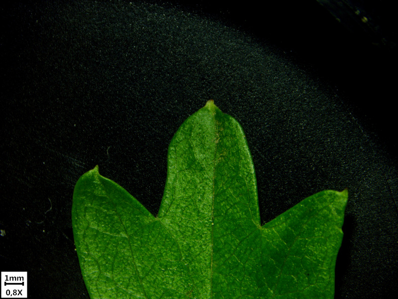 Crataegus monogyna Jacq., 1775 - Aubépine #70322