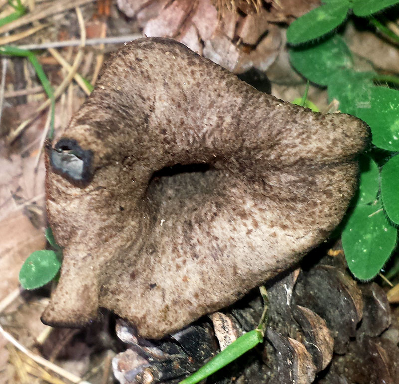 Craterellus cornucopioides #53917