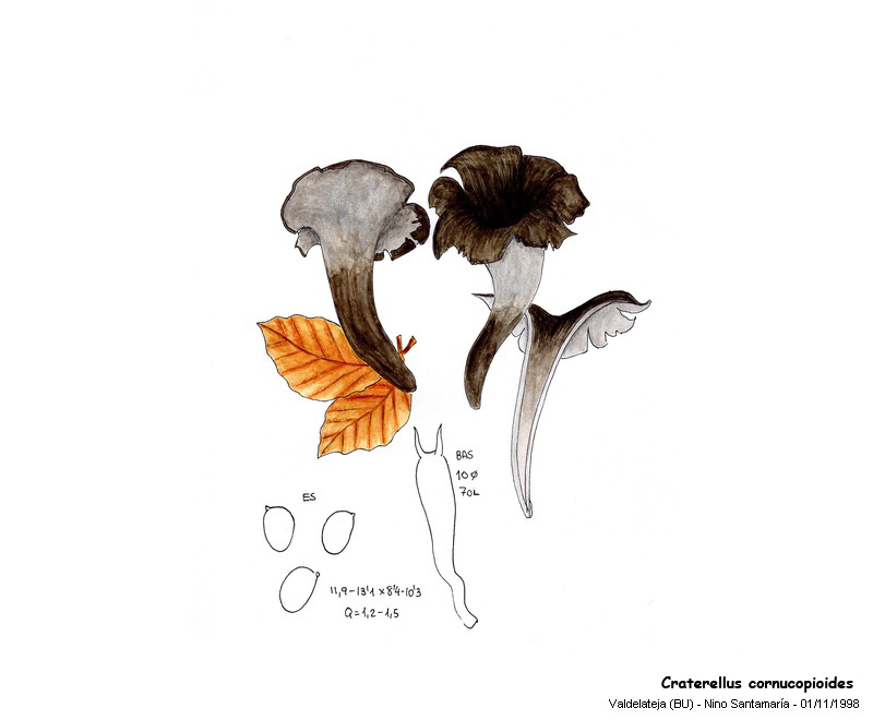 Craterellus cornucopioides   (Lin.: Fr.) Pers. #7137