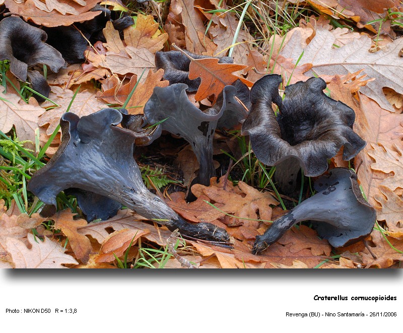 Craterellus cornucopioides   (Lin.: Fr.) Pers. #7139