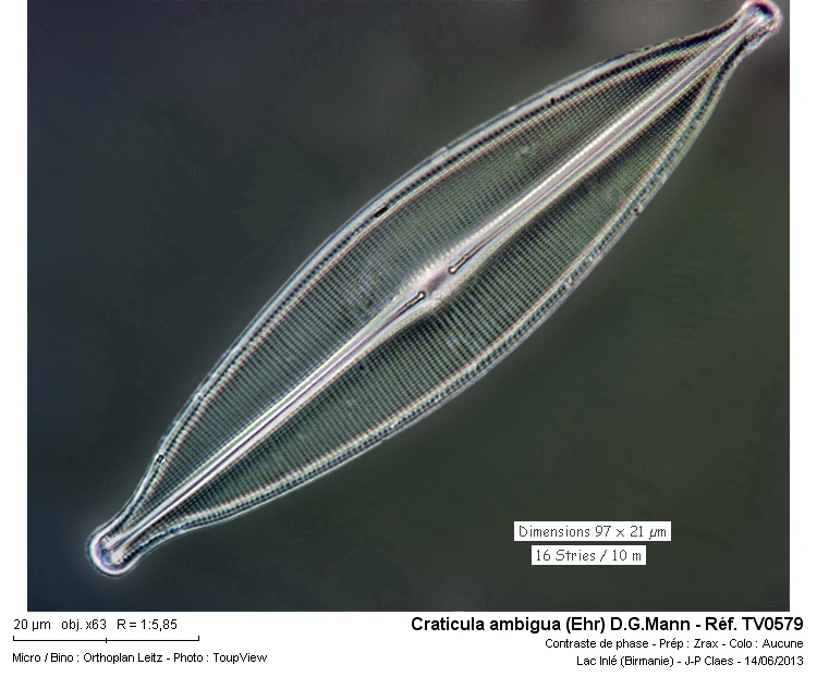 Craticula ambigua #32442