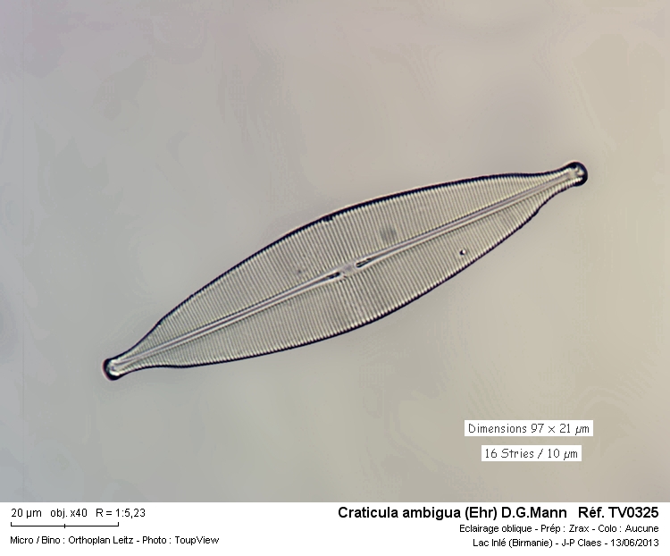 Craticula ambigua #32441