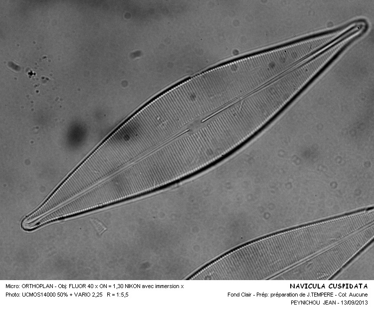 CRATICULA CUSPIDATA #33766