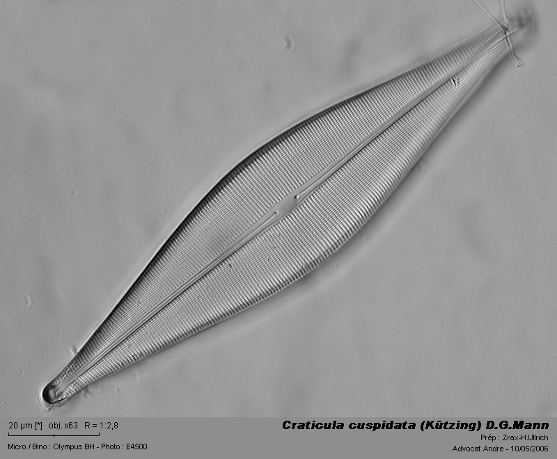 Craticula cuspidata (Kützing) D.G.Mann #3376